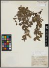 Foto von Salix alpina Scop.